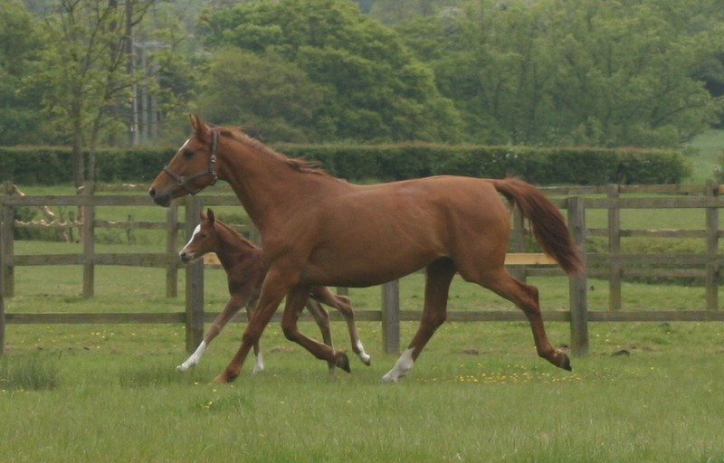 Mares and foals